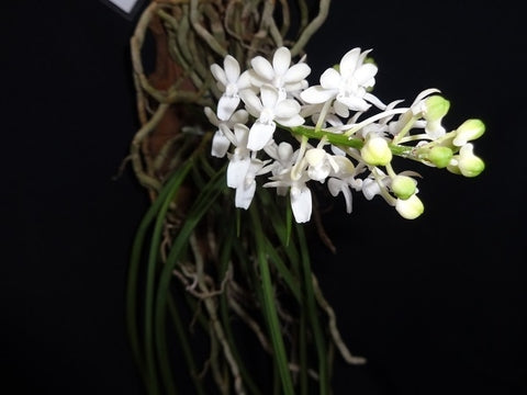 Seidenfadenia mitrata var alba