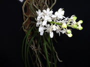 Seidenfadenia mitrata var alba