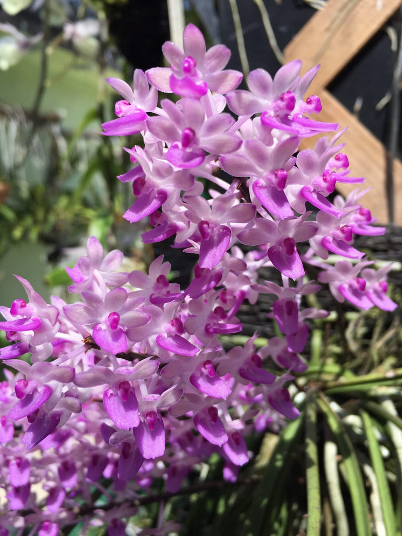 Seidenfadenia mitrata var. pink