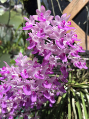 Seidenfadenia mitrata var. pink