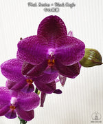 Load image into Gallery viewer, Phalaenopsis Sentra × Black Eagle

