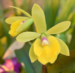 Carica l&#39;immagine nel visualizzatore Galleria, Sergioara Yokosuka Story &#39;Little Oriole&#39; (Epc. Rene Marques x Rth. Free Spirit)
