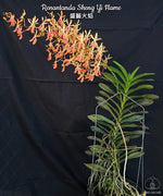 Carica l&#39;immagine nel visualizzatore Galleria, Renantanda Sheng Yi Flame (R. imschootiana × V. lamellata)
