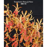 Carica l&#39;immagine nel visualizzatore Galleria, Renantanda Sheng Yi Flame (R. imschootiana × V. lamellata)
