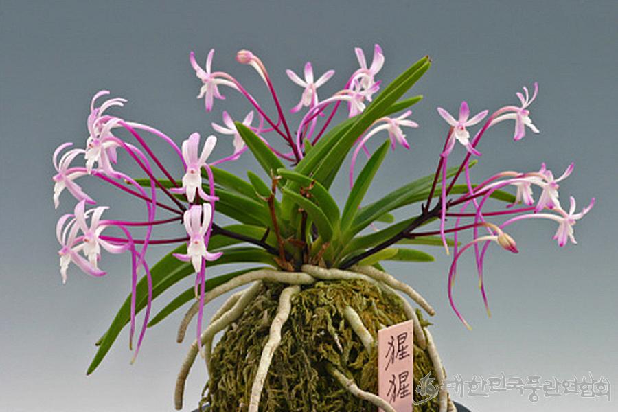 Neofinetia falcata 'Shōjō' 猩々