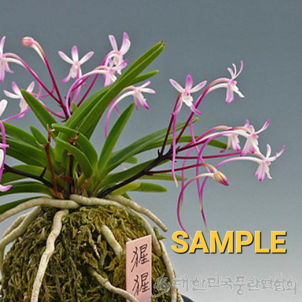 Neofinetia falcata 'Shōjō' 猩々