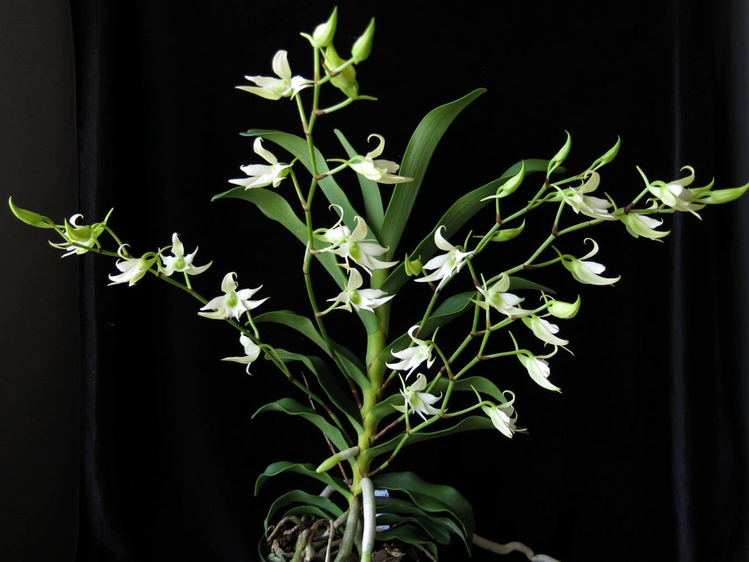 Sobennikoffia humbertiana