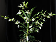 Sobennikoffia humbertiana