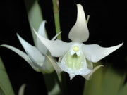 Sobennikoffia humbertiana