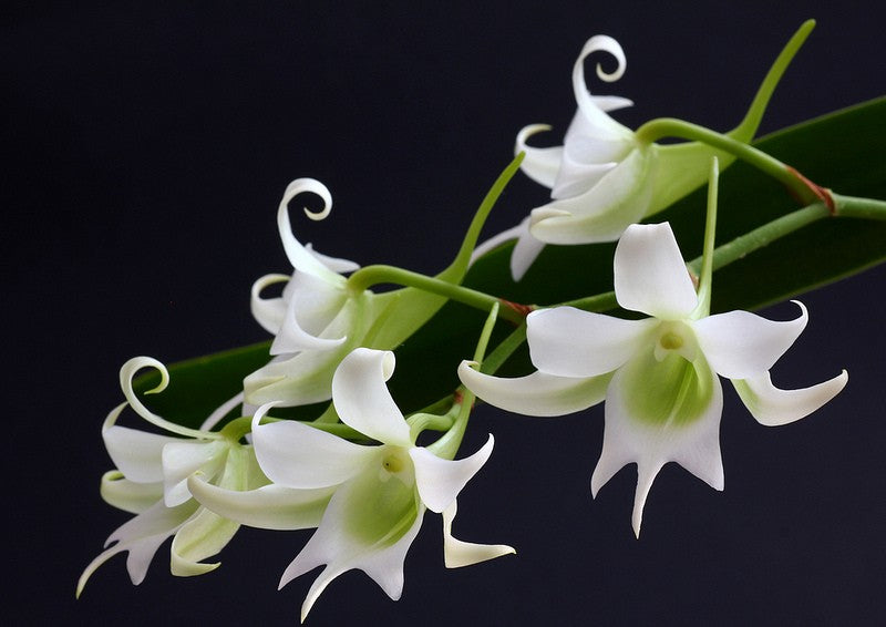 Sobennikoffia robusta