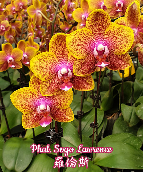 Phalaenopsis Sogo Lawrence