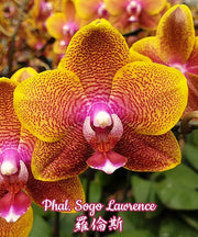 Phalaenopsis Sogo Lawrence