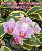 Carica l&#39;immagine nel visualizzatore Galleria, Phalaenopsis Sogo Vivien &#39;SOGO F858&#39; (variegata) 
