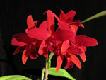 Carica l&#39;immagine nel visualizzatore Galleria, Sophrolaeliocattleya Hsiang Yu Red Pearl &#39;Red Dragonfly&#39;
