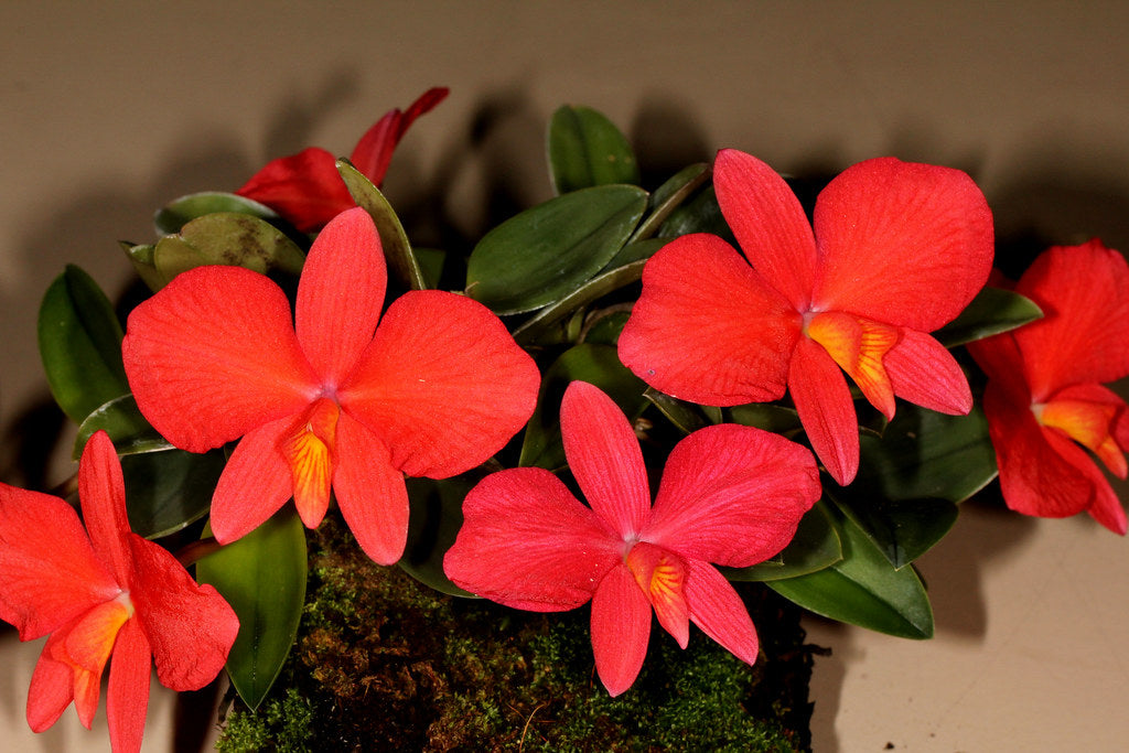 Sophronitis brevipedunculata