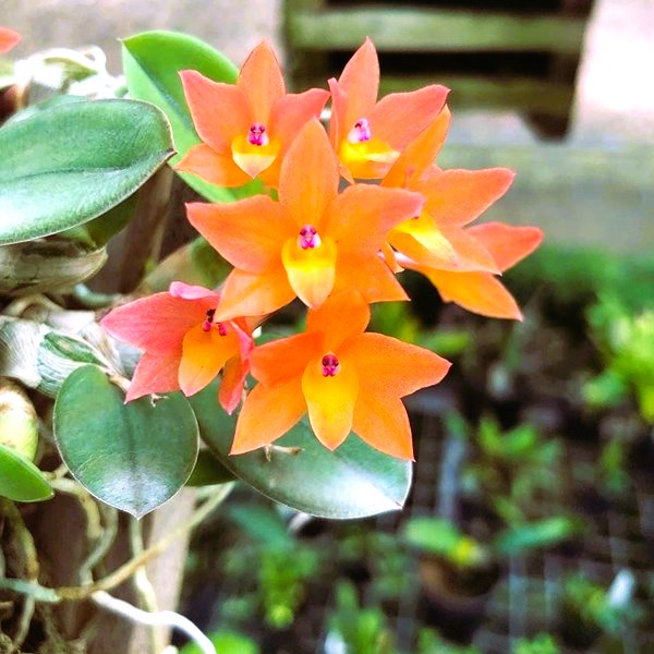 Sophronitis cernua 'laranja clara'