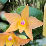 Carica l&#39;immagine nel visualizzatore Galleria, Sophronitis cernua &#39;laranja clara&#39;
