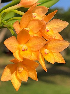 Sophronitis cernua 'laranja clara'