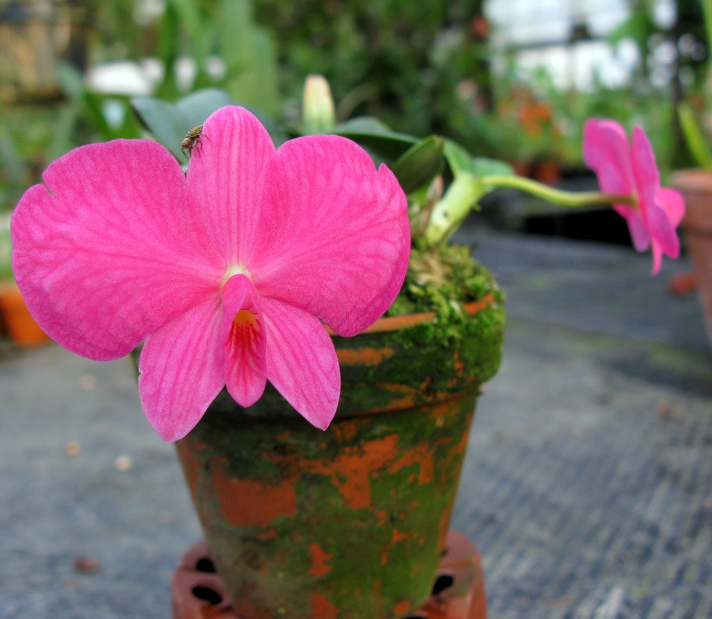 Sophronitis wittigiana