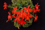 Load image into Gallery viewer, Sophronitis acuensis - Brazil Import