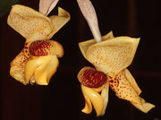 Stanhopea connata