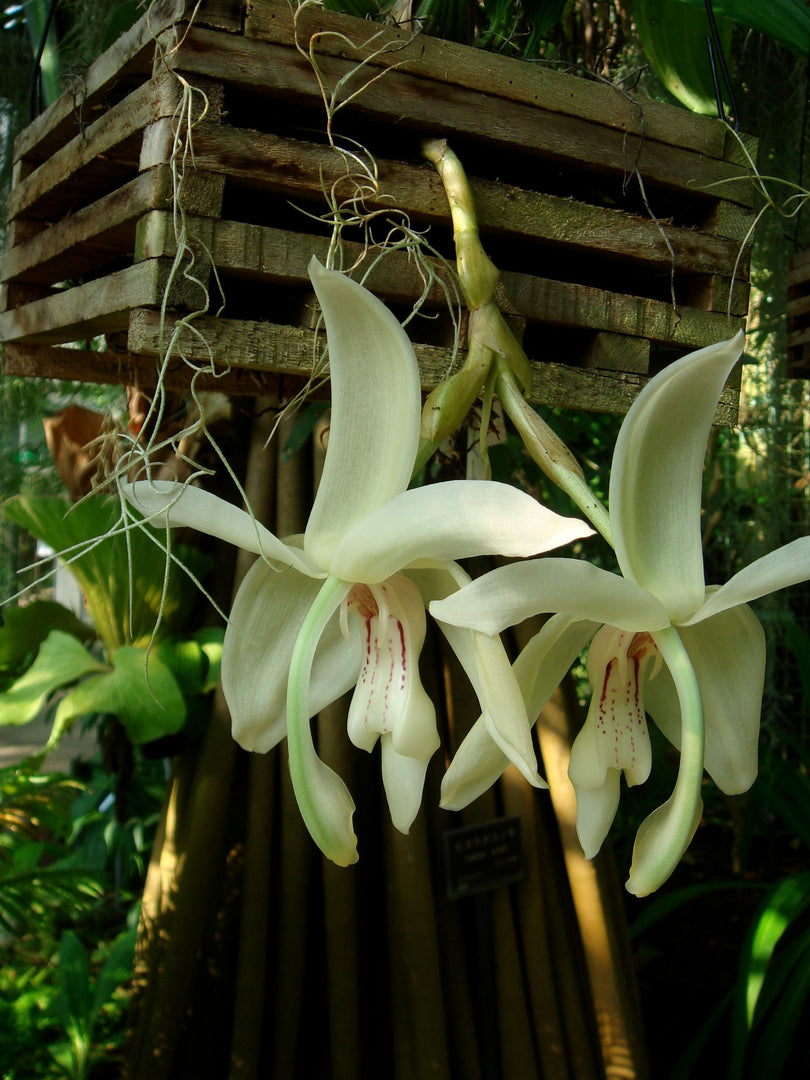 Stanhopea grandiflora