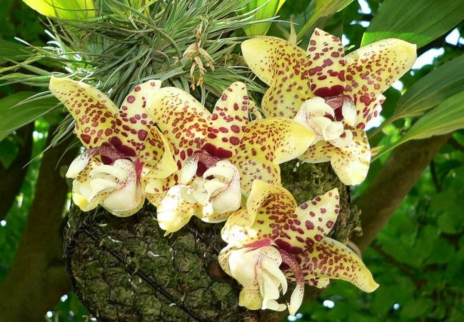 Stanhopea hernandezii