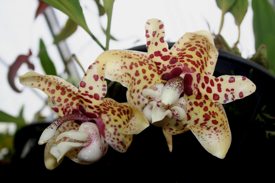 Stanhopea hernandezii