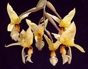 Stanhopea wardii
