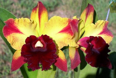 Rlc. Toshie Aoki 'Starburst' AM/AOS