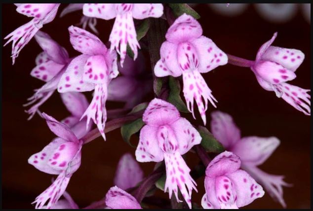 Stenoglottis longifolia