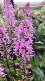 Carica l&#39;immagine nel visualizzatore Galleria, Stenoglottis longifolia
