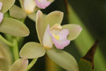 Carica l&#39;immagine nel visualizzatore Galleria, Cymbidium Sweet Heart &#39;Sakura&#39; = Wild Green
