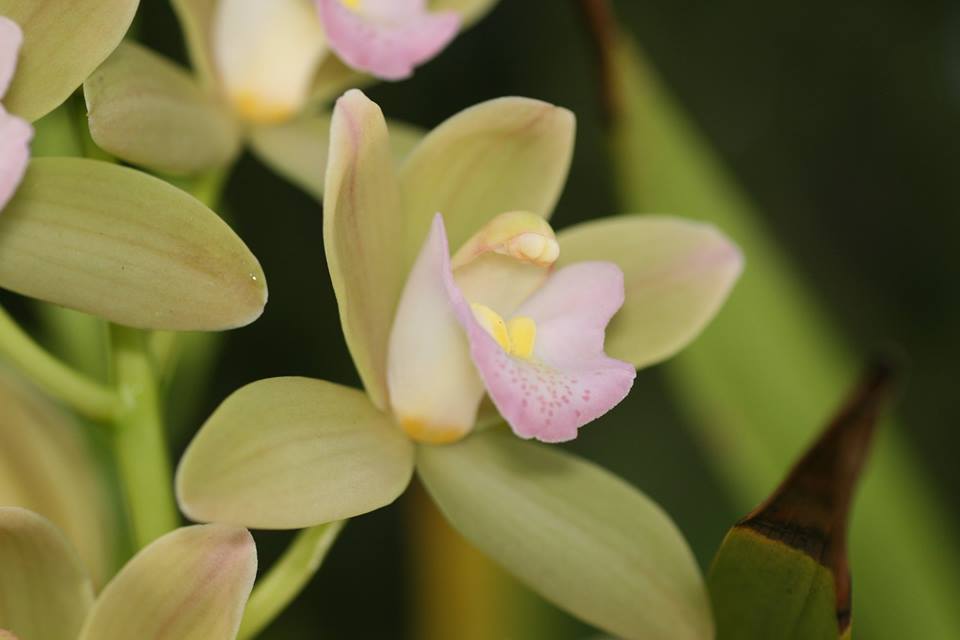 Cymbidium Sweet Heart 'Sakura' = Wild Green