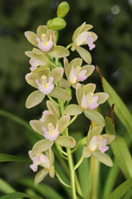 Carica l&#39;immagine nel visualizzatore Galleria, Cymbidium Sweet Heart &#39;Sakura&#39; = Wild Green
