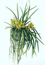 Carica l&#39;immagine nel visualizzatore Galleria, Vanda Sweetara Wong Yit Hoe (Vandachostylis Luke Thai × Paraphalaenopsis denevei)

