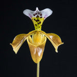 Load image into Gallery viewer, Paphiopedilum gratrixianum