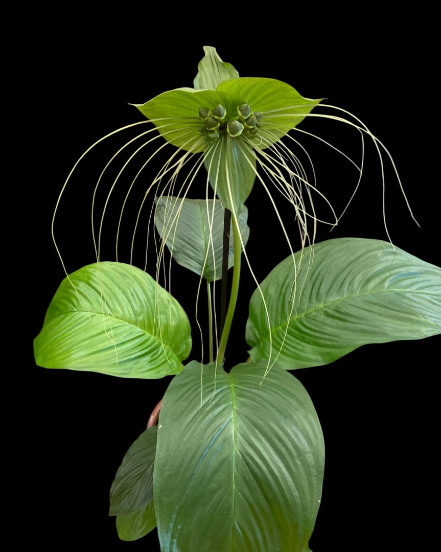 Tacca chantrieri 'Green Isle'