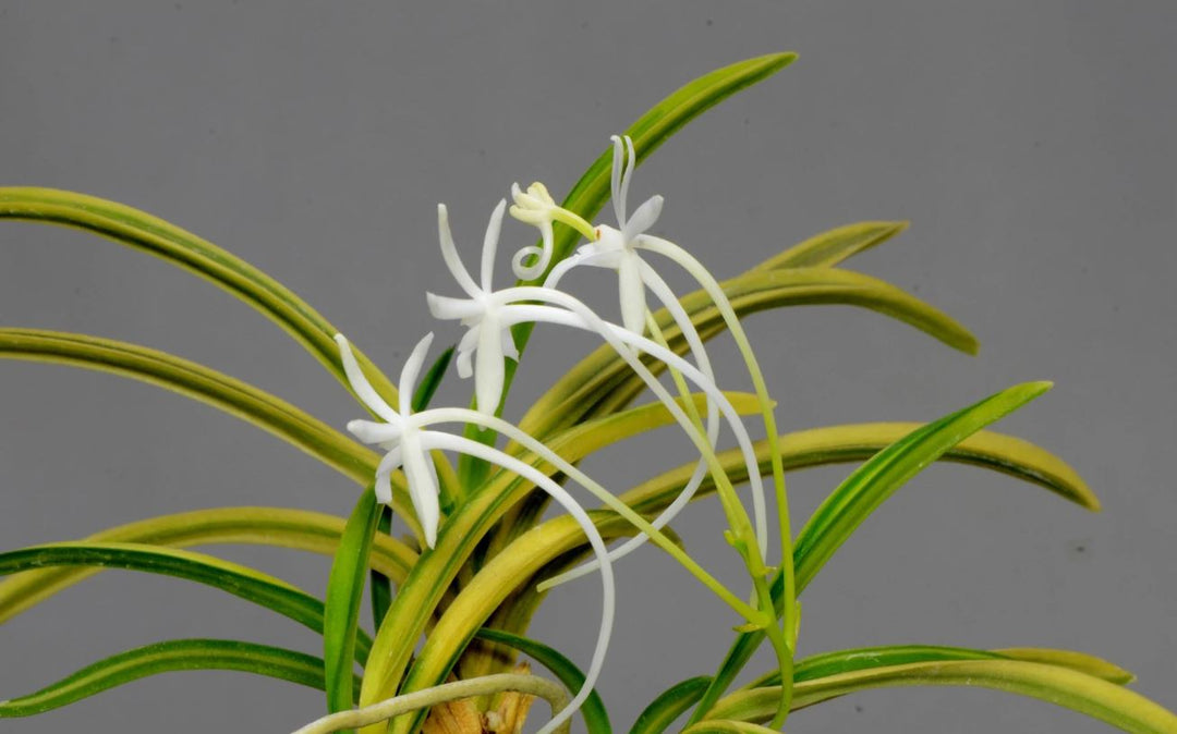 Neofinetia falcata 'Taiyoden' 太陽殿