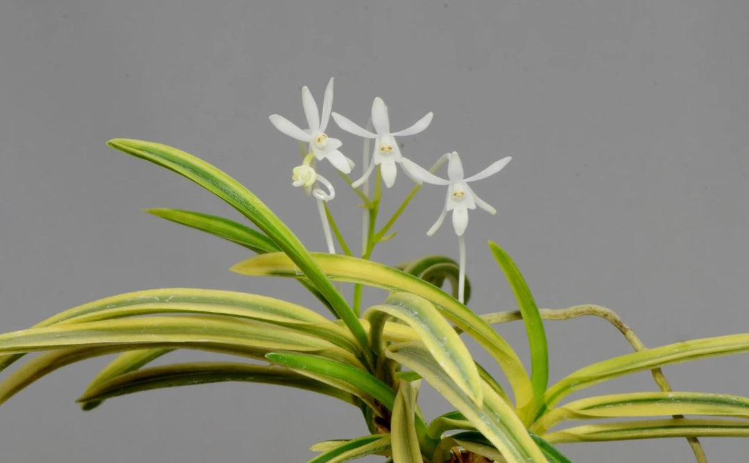 Neofinetia falcata 'Taiyoden' 太陽殿