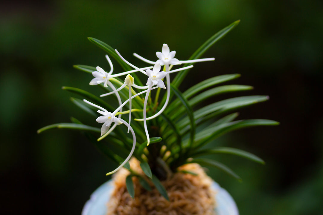 Neofinetia falcata 'Tamakoro' 옥향로 玉香爐