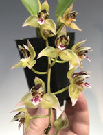 Load image into Gallery viewer, Thecopus maingayi
