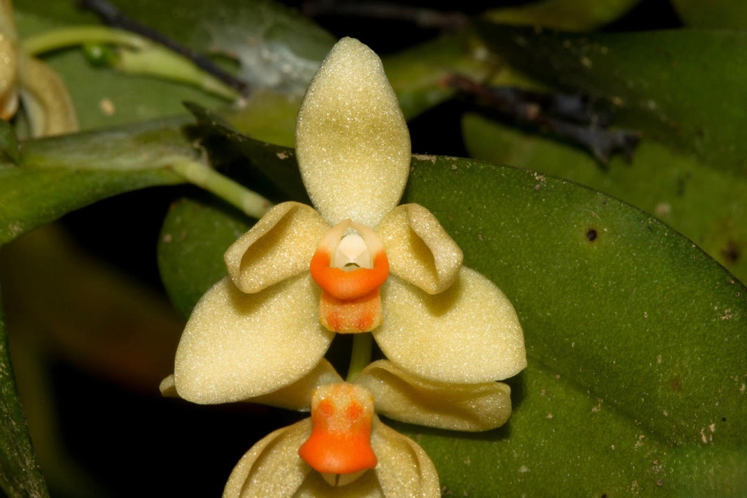 Thrixspermum hanging