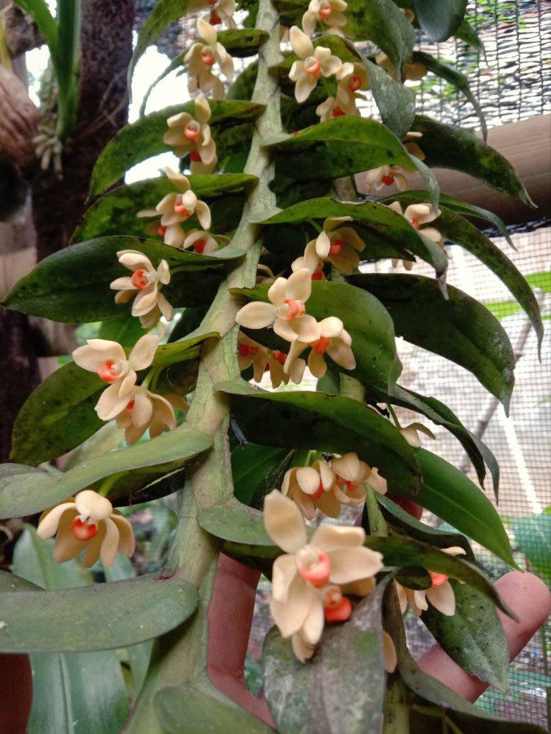 Thrixspermum hanging