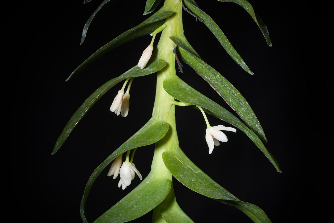 Thrixspermum hanging