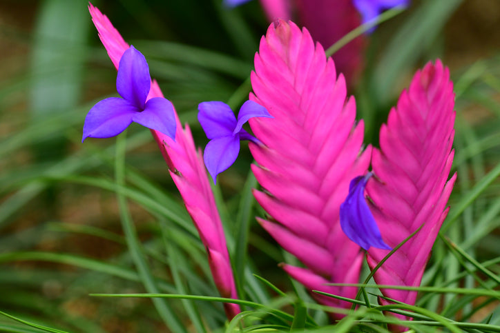 Tillandsia cyanea 'Anita'