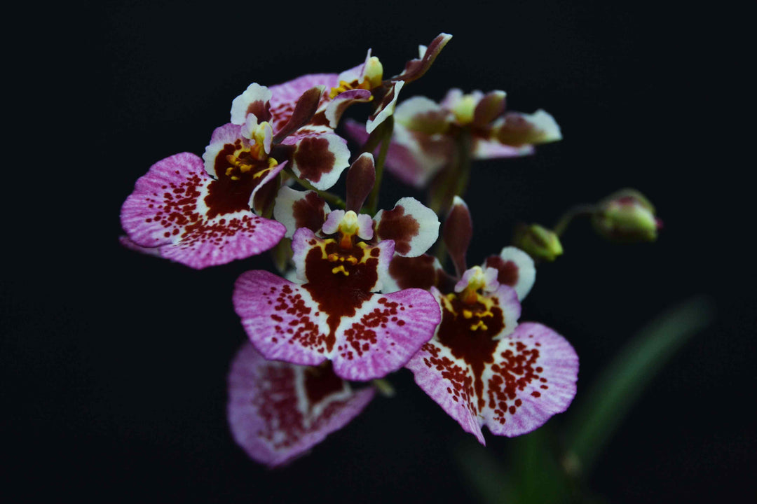 Tolumnia Jairak Firm 'Snow Carmine'