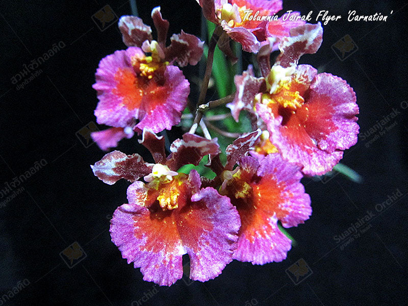 Tolumnia Jairak Flyer 'Carnation'