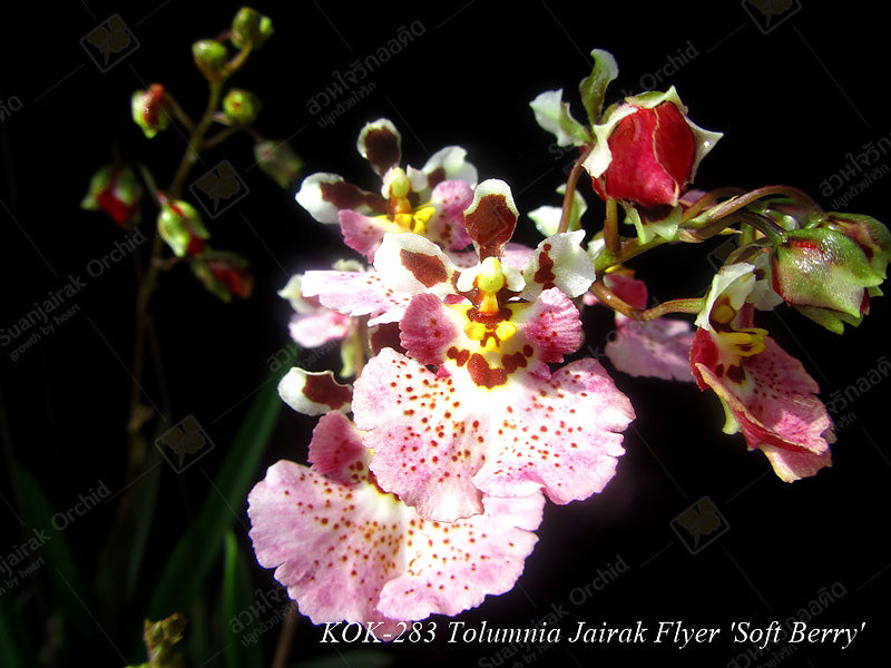 Tolumnia Jairak Flyer 'Soft Berry'