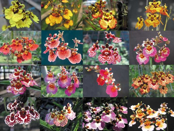 Tolumnia Colori vari